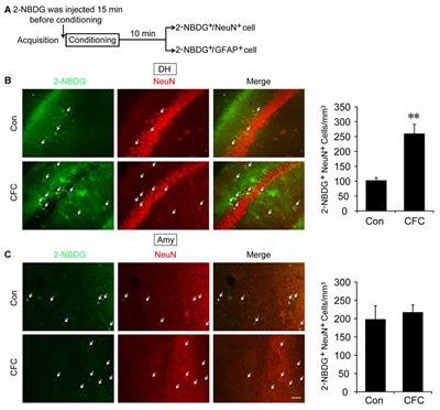 Direct Neuronal Glucose Uptake Is Required for Contextual Fear Acquisition in the <mark class="highlighted">Dorsal Hippocampus</mark>